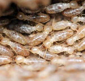 那么什么是白蚁巢呢？