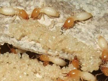危害白蚁种类的灭治方法
