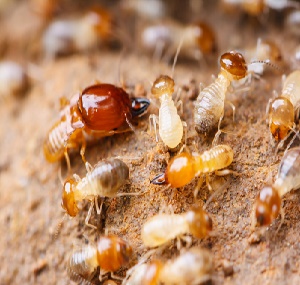 住宅有白蚁危害，喷了药粉可以灭治吗？