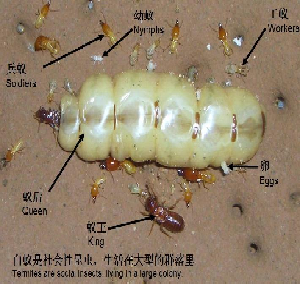 白蚁有哪些分类