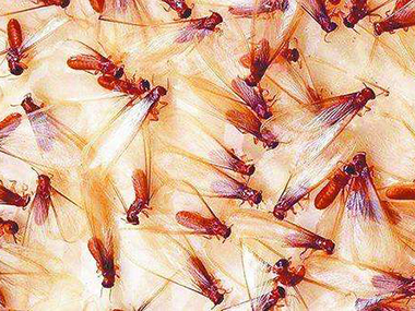 灭治白蚁采取哪些基本方法？