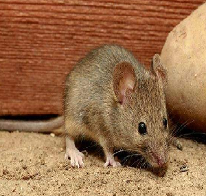 工厂预防灭鼠要怎么做才安全？