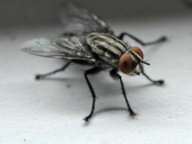 丹灶四害消杀公司杀死蚊子和苍蝇有没有什么好的办法