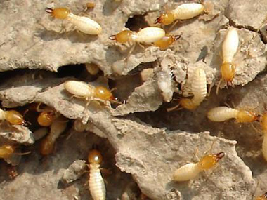 丹灶白蚁防治公司白蚁的生活习性是什么样