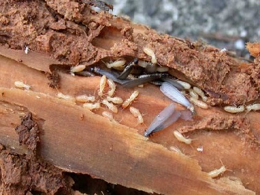 金沙杀灭白蚁所桉树如何有效防治白蚁危害
