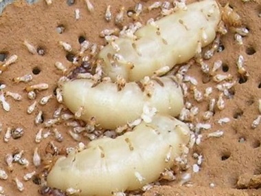 平洲白蚁防治公司什么方法可以有效预防白蚁入侵