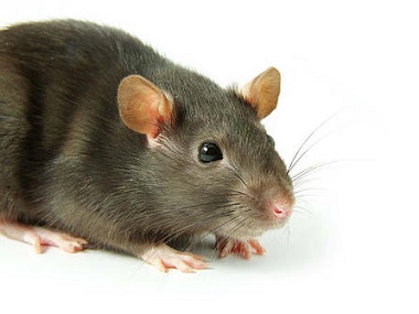 盐步除虫灭鼠中心农家乐预防老鼠的办法