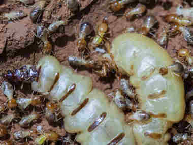 金沙杀灭白蚁公司白蚁蚁后为什么那么大