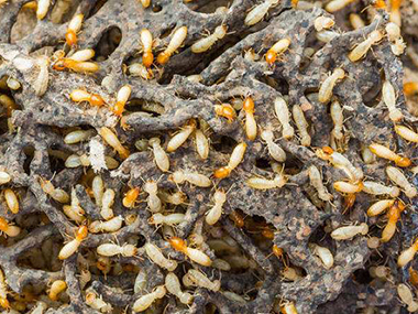 白蚁分布在哪些地方？南海小塘白蚁防治用什么方法