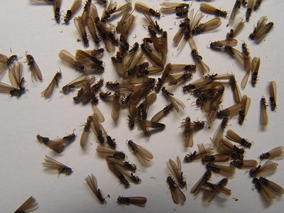 黄岐专业白蚁公司说说白蚁分飞期预防蚁害的方法