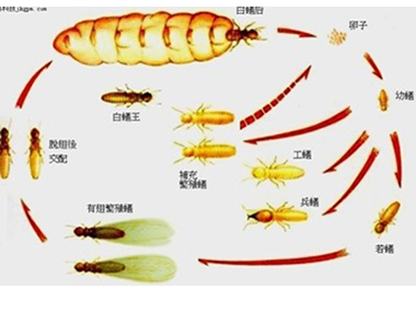 盐步白蚁防治告诉你白蚁平时白蚁吃什么，白蚁危害分布在哪里