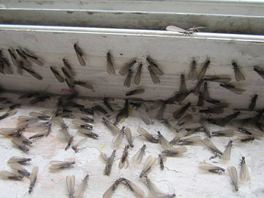 佛山白蚁防治中心如果有飞白蚁飞进你的家，千万不要这么做