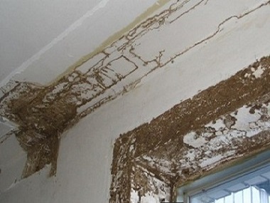 南海白蚁防治在房屋室内装修中的重要性和必要性
