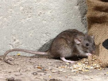 黄岐除虫灭鼠8招驱鼠方法教你如何赶走家里的老鼠