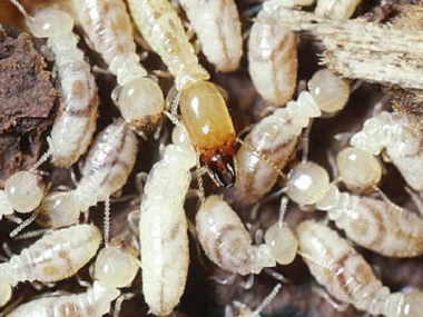 大沥白蚁防治白蚁怎么消灭才干净？发现白蚁应该怎样灭白蚁