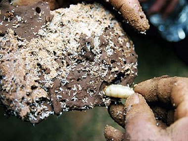 金沙白蚁防治公司白蚁它会藏在哪里呢？怎么才能找到蚁巢