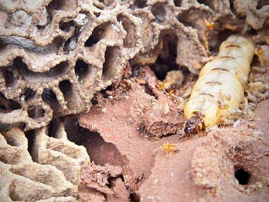 狮山白蚁防治公司令建筑行业谈蚁色变的是什么白蚁