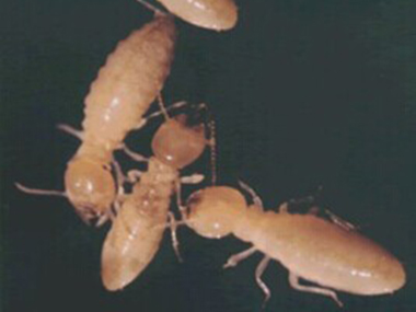 南海房屋验收白蚁公司预防分飞白蚁危害的方法