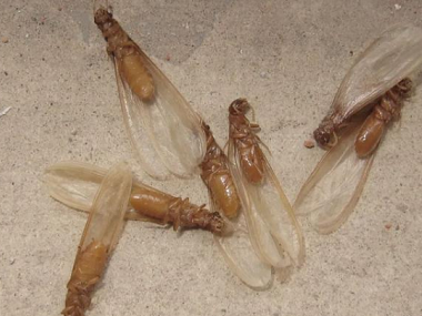 南海白蚁预防中心疫情防控期做好白蚁防治的方法