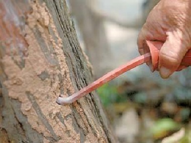 金沙验收白蚁所——桉树如何有效防治白蚁危害