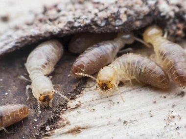 佛山白蚁备案机构专家发布防治白蚁的十大误区