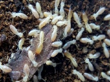 丹灶验收白蚁公司怎样杀白蚁才能杀干净