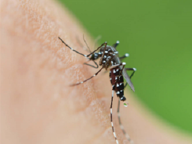 和顺害虫防控公司驱除蚊子最有效的方法是什么