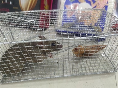 丹灶消杀四害机构卧室和书房怎样布置捕鼠笼