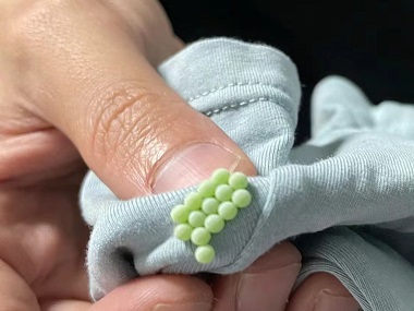 狮山四害消杀中心发现臭虫该怎样处置？