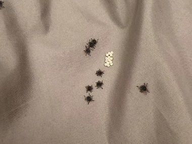 南海有害生物防控公司几招教你消灭家里的臭虫（臭屁虫）